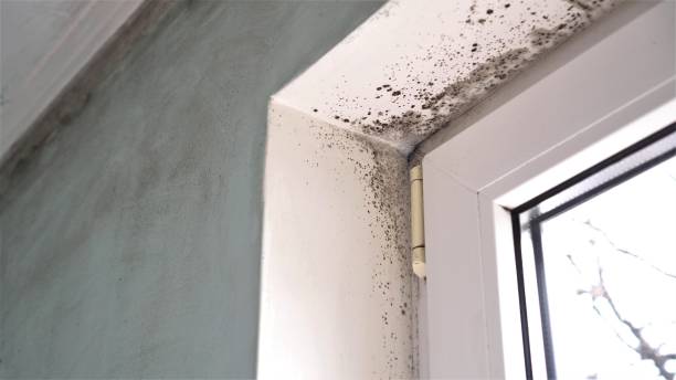 Reliable Lake Kerr, FL Mold Removal Solutions