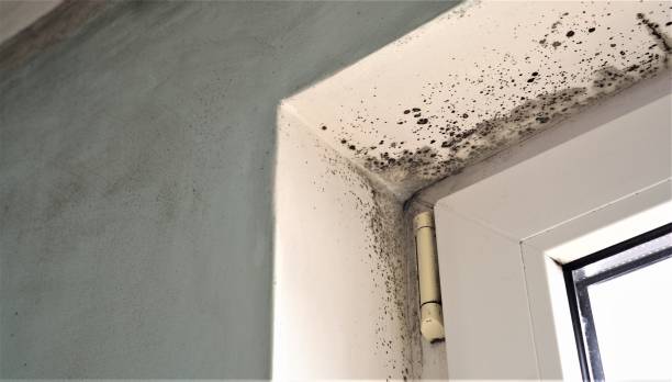 Best Forensic Mold Investigation  in Lake Kerr, FL