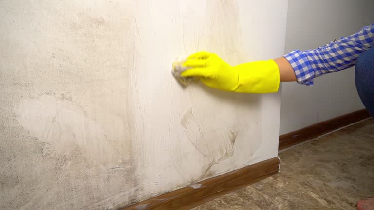 Best Basement Mold Removal  in Lake Kerr, FL