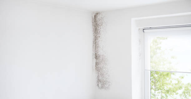 Best Emergency Mold Remediation  in Lake Kerr, FL