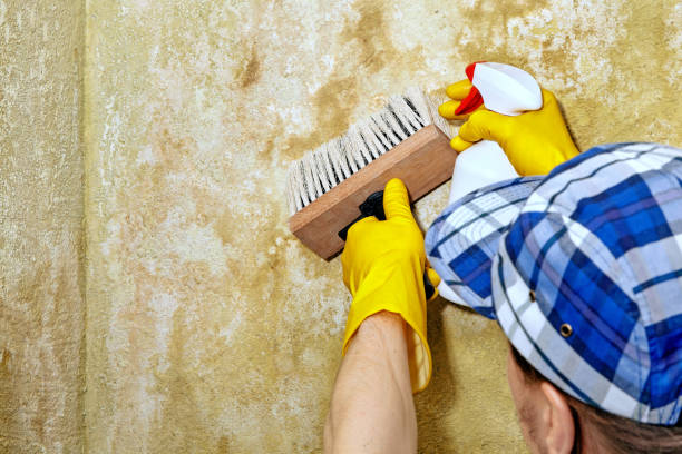 Mold Remediation for Rental Properties in Lake Kerr, FL