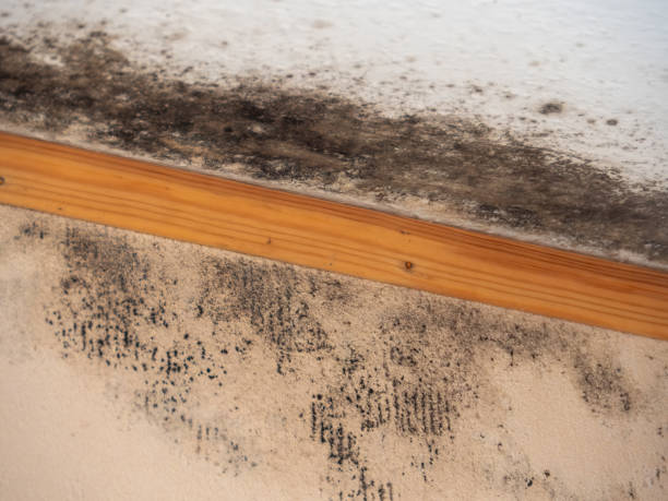 Best Mold Odor Removal Services  in Lake Kerr, FL
