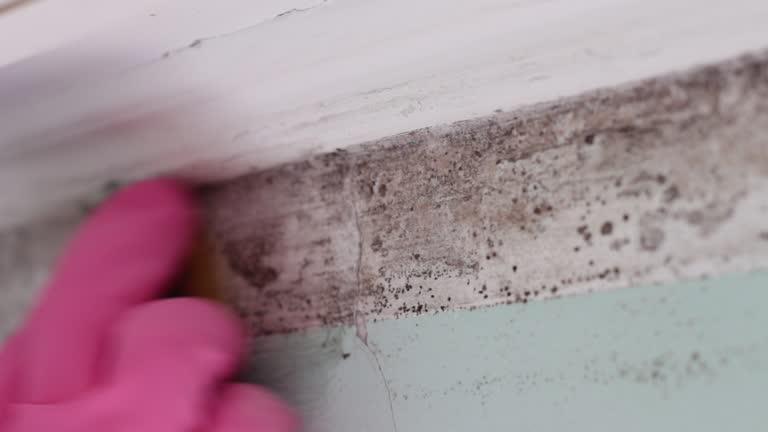Best Water Damage & Mold Remediation  in Lake Kerr, FL
